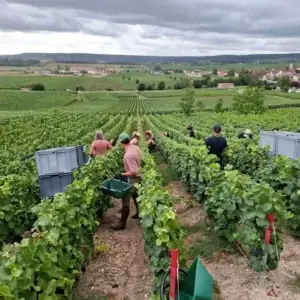 Boisselle et Fils - Bubbel Boutique - Wijnhuizen